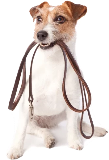 Dog with leash