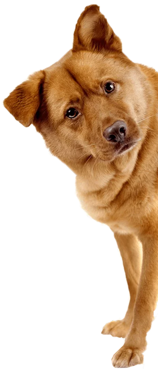 Dog peeking