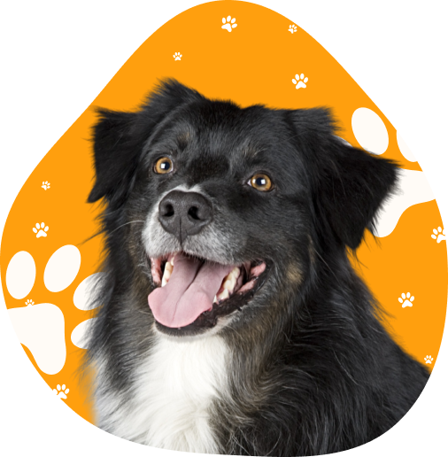 Happy black dog